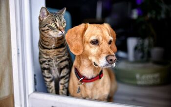 How to Keep an Eye on Your Pets When You Aren’t Home