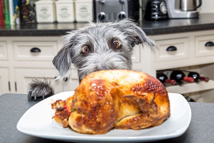 how to keep your pet safe this thanksgiving, GoodFocused Shutterstock