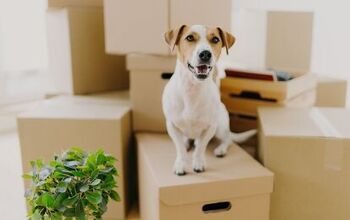 How to Keep Your Pets Safe While Moving