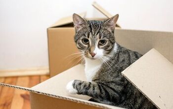 How to Make Moving Easy on Your Cat