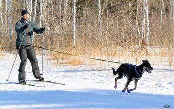 How to Pick the Right Skis for Skijoring