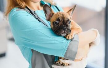 How to Prepare for Unexpected Vet Bills