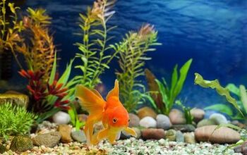 How to Properly Acclimate New Fish in the Aquarium