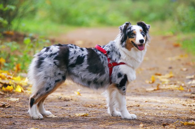 how to properly fit your dog for a harness