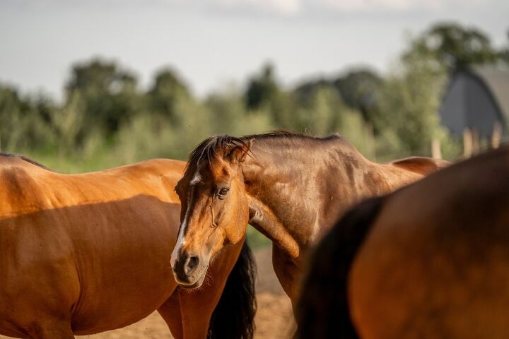 how to recognize an overheated horse, PIC by Femke Shutterstock