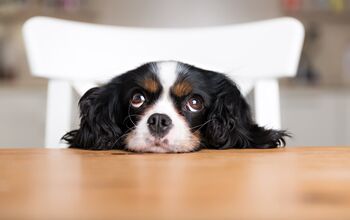 How to Stop Begging at the Table