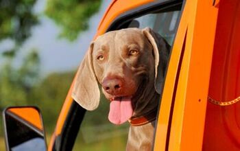 How To Stop Car Sickness In Dogs And Have Fun Traveling Again!