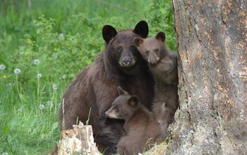 How To Take Bear Care When Hiking With Your Dog