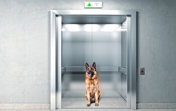 How to Teach Your Dog to Calmly Ride in an Elevator