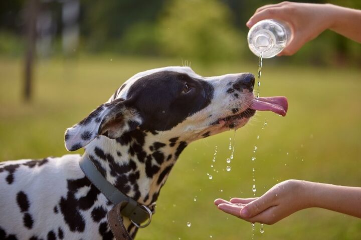 how to tell if a dog is dehydrated, sergey kolesnikov Shutterstock