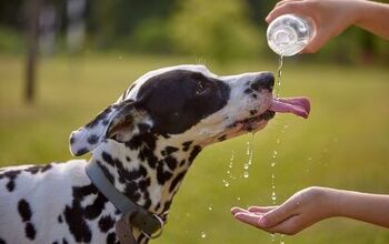 How to Tell If a Dog Is Dehydrated?