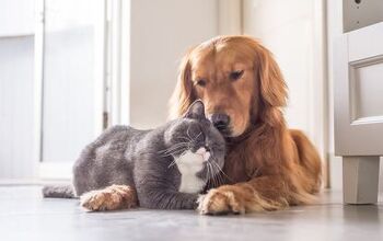 How to Tell If Your Dog Will Like Cats