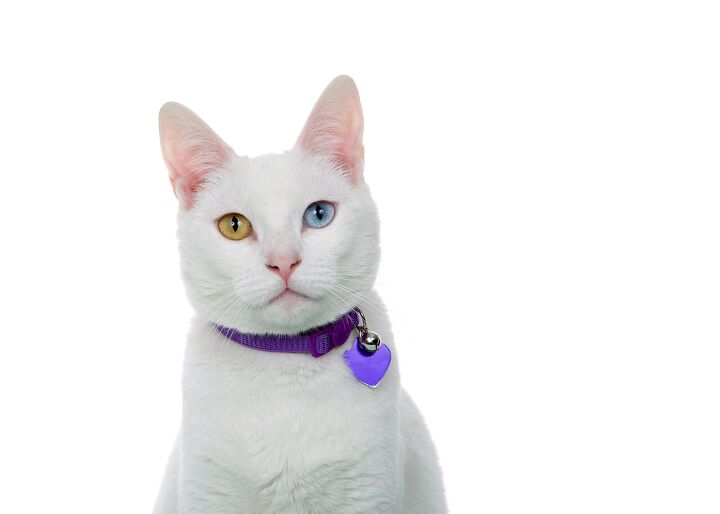 how to train a cat to wear a collar, Sheila Fitzgerald Shutterstock