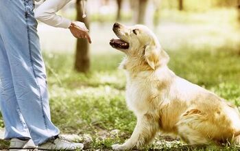 How To Train A Puppy To Sit