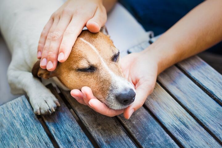 how to treat 4 common canine skin injuries and irritations