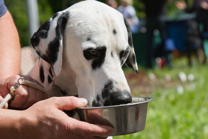 how water is important for a dogs digestive health