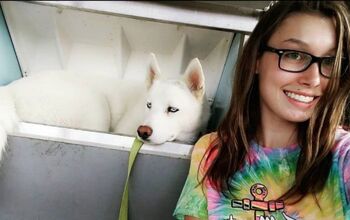 Husky Chills Out In Ice Machine To The Beat Dog Days Of Summer [Video]