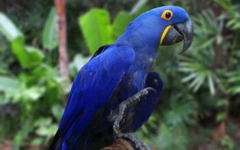 Hyacinth Macaw