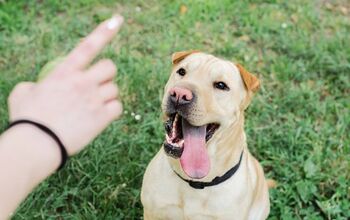 “I Said ‘Sit’!” Help Your Dog Respond to Cues Outdoors