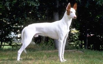 Ibizan Hound