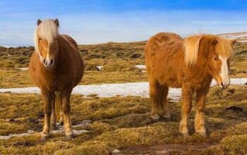 Icelandic Horse