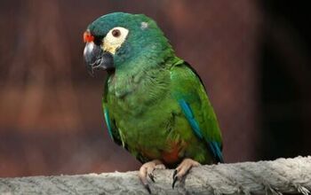 Illiger’s Macaw