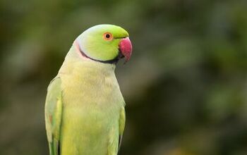 Indian Ringneck Parakeet