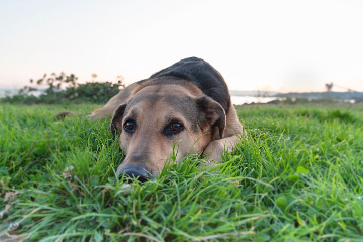 intestinal worms in dogs types and symptoms, SeaRick1 Shutterstock