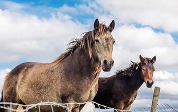 Irish Draught Horse