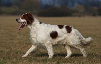 Irish Red and White Setter