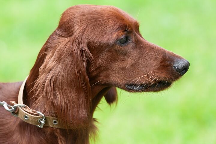 irish setter