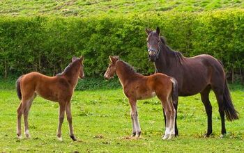 Irish Sport Horse