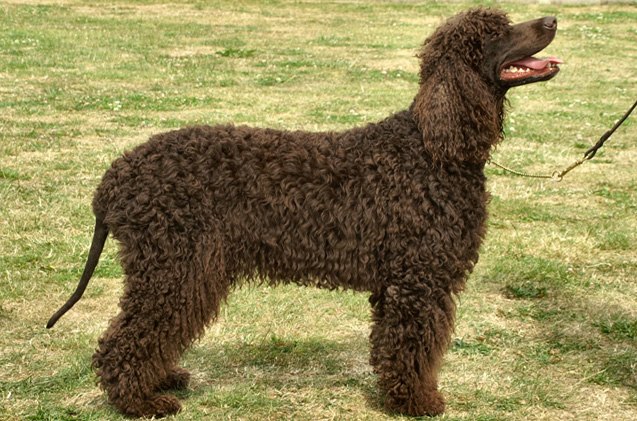 irish water spaniel