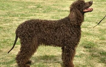 Irish Water Spaniel