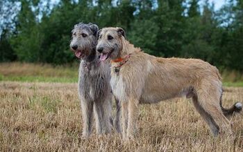 Irish Wolfhound