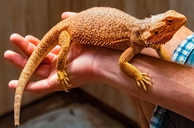 is a bearded dragon the right pet for me, Photo credit Martin Erdniss Shutterstock com