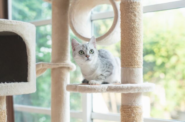 is a cat tree necessary for my cat, Photo credit ANURAK PONGPATIMET Shutterstock com