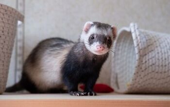 Is a Ferret the Right Pet For Me?