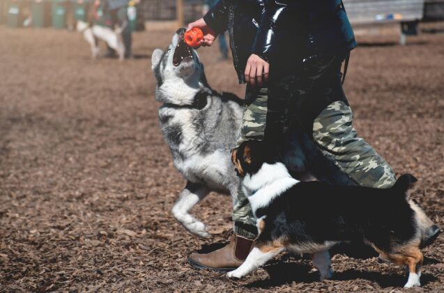 is an off leash park right for my dog, Photo credit JulieK2 Shutterstock com