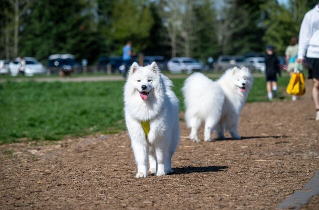 is an off leash park right for my dog, Photo credit knelson20 Shutterstock com