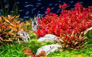 Is Aquarium Salt Safe for Plants?