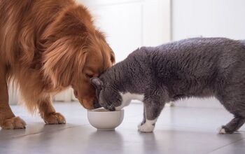 Is Dog Food Bad for Cats?