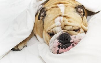 Is Dog Snoring Normal?