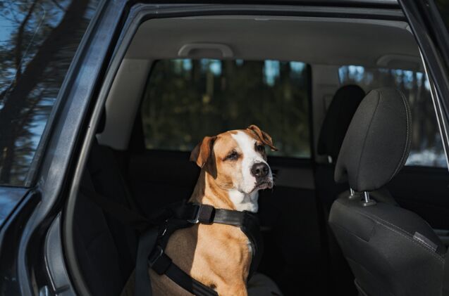 is it important to have a crash tested harness or carrier, Photo credit Aleksey Boyko Shutterstock com