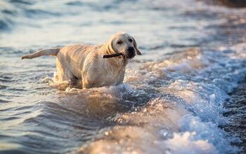 Is It Safe For Dogs To Swim In The Ocean?