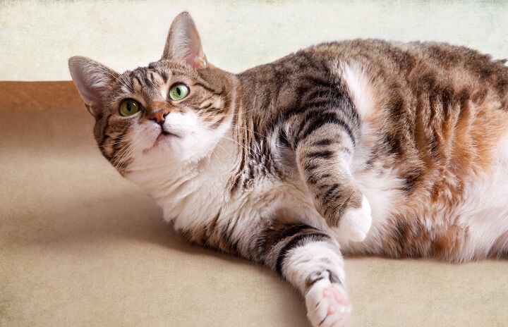 is my cat overweight, Nailia Schwarz Shutterstock