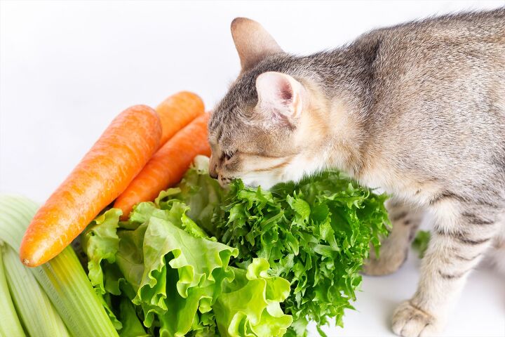 is your cat ready to chow down on carrots and cukes, Photo Caption Marina Demeshkd Shutterstock com