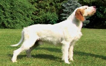 Istrian Coarse-Haired Hound