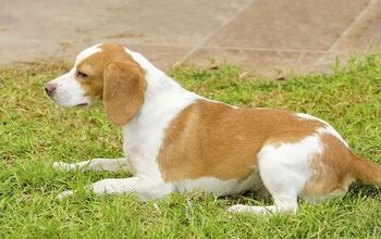 Istrian Shorthaired Hound