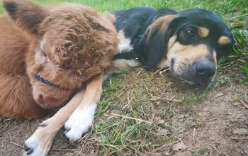 It’s A Calf Loves Dogs Life On This North Carolina Farm [Video]